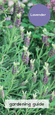 Lavender Care Guide