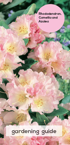 Rhoddendron Camellia and Azalea Care Guide
