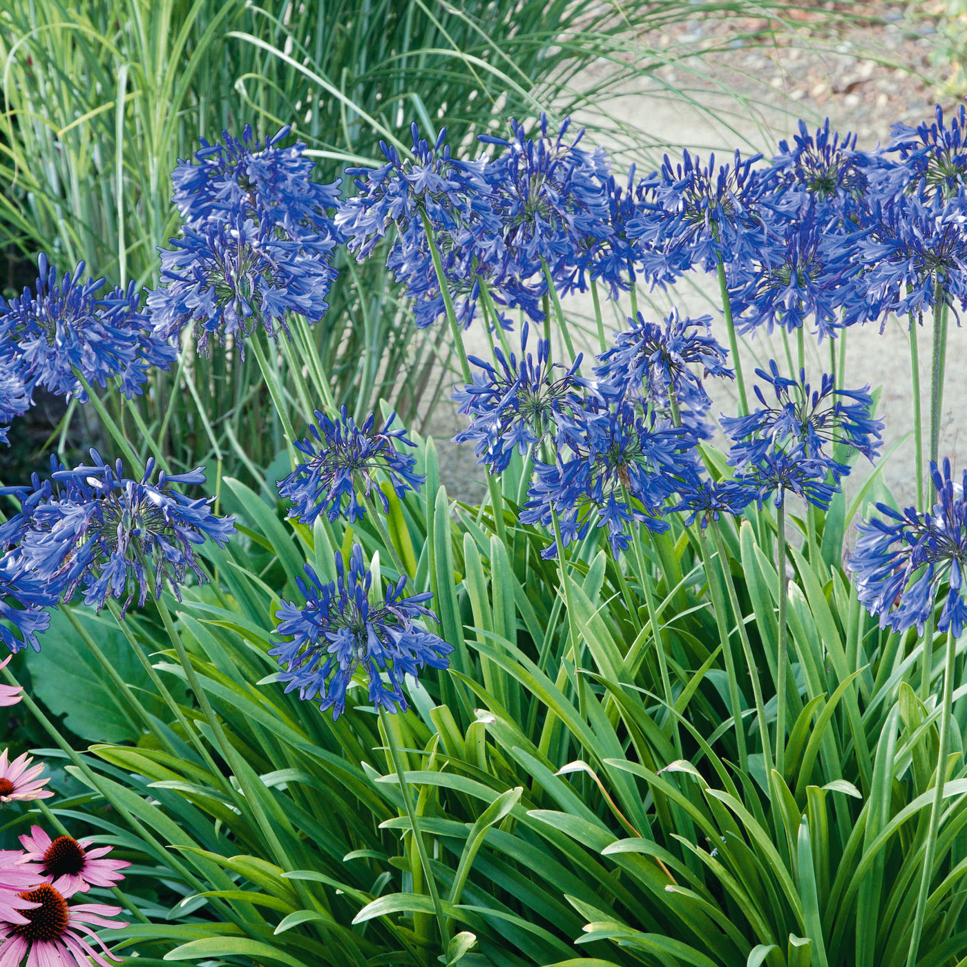 Agapanthus Blue XXL Bare Root | Plants2Gardens