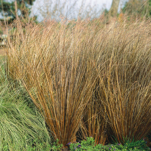 Image of Carex red rooster and lavender