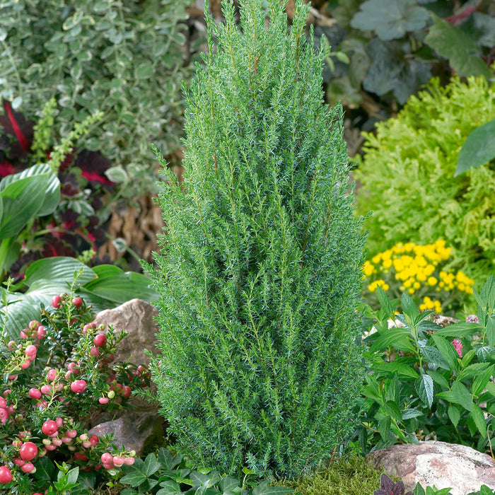 Juniperus Compressa | Plants2Gardens