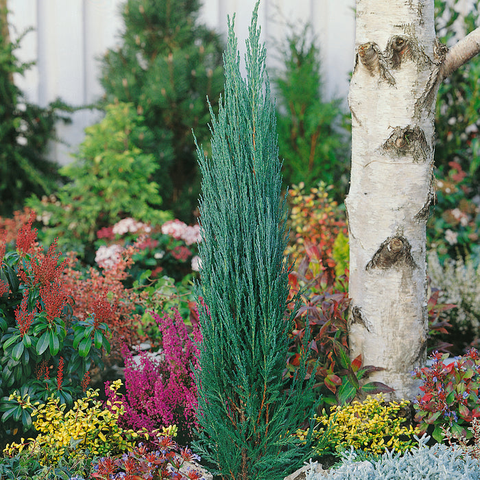 blue arrow juniper vs skyrocket juniper