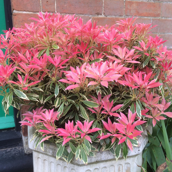 Image of Pieris Flaming Silver in a pot