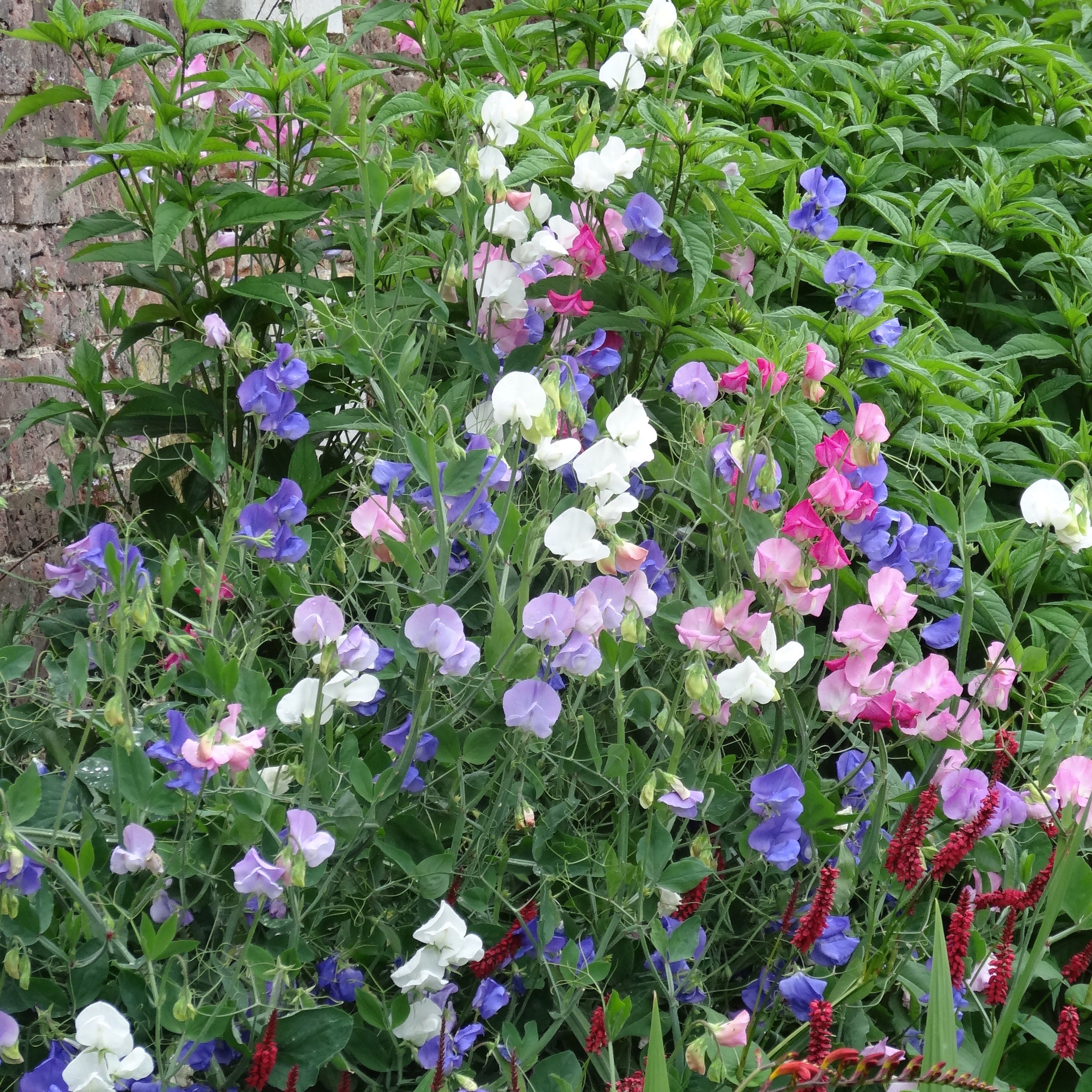 sweet pea information