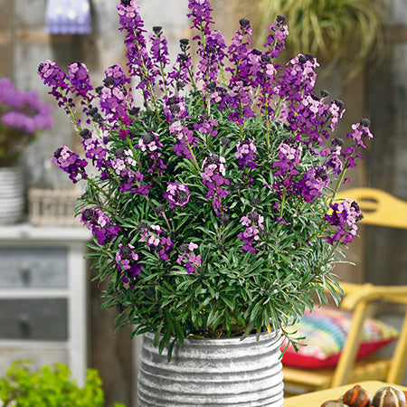 Image of Erysimum 'Bowles's Mauve' and snow in summer