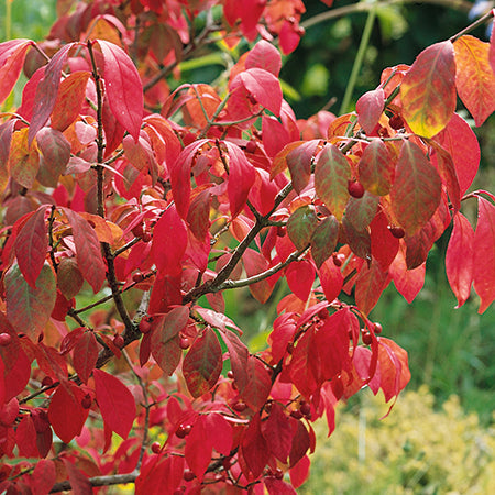 Buy An Established Japanese Spindle Online For Only 26 Plants2gardens