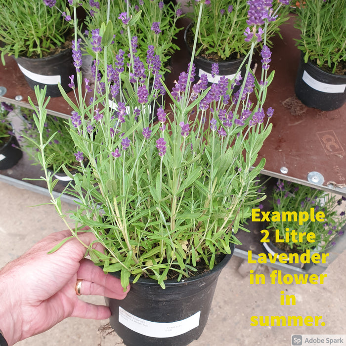 Image of Lavender and viburnum plant