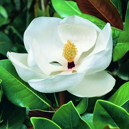 Magnolia Grandiflora Little Gem | Plants2Gardens