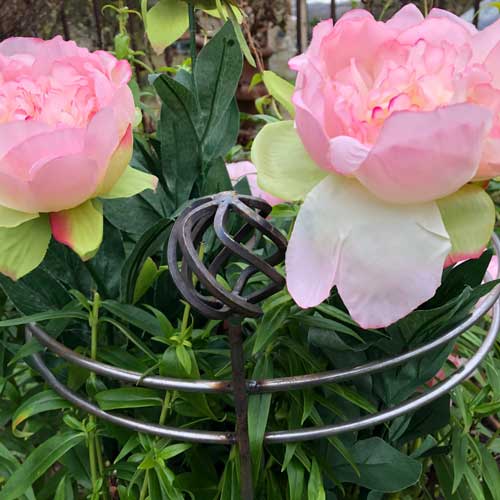 Litre) EG Plants2Gardens (4 Waterhouse £35.00 by Camellia