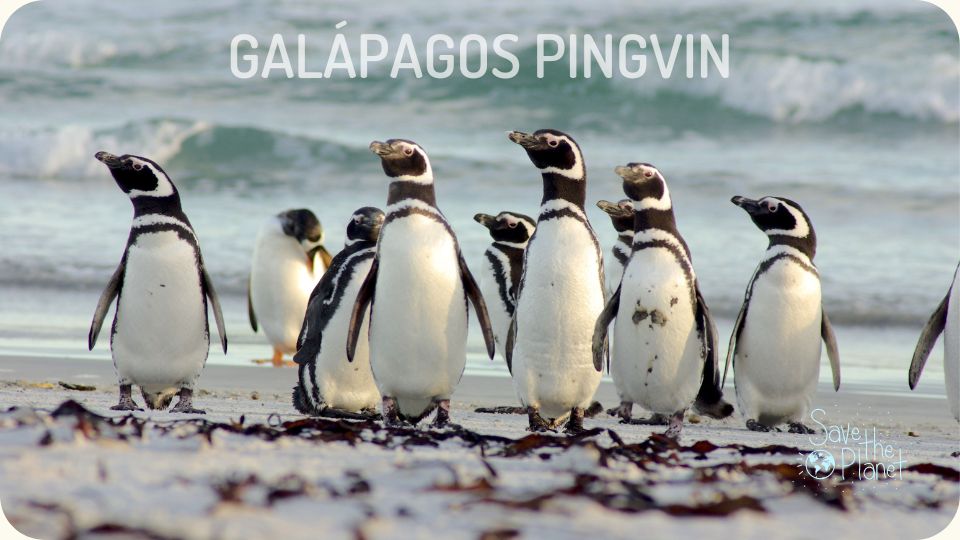 Galápagos pingvin