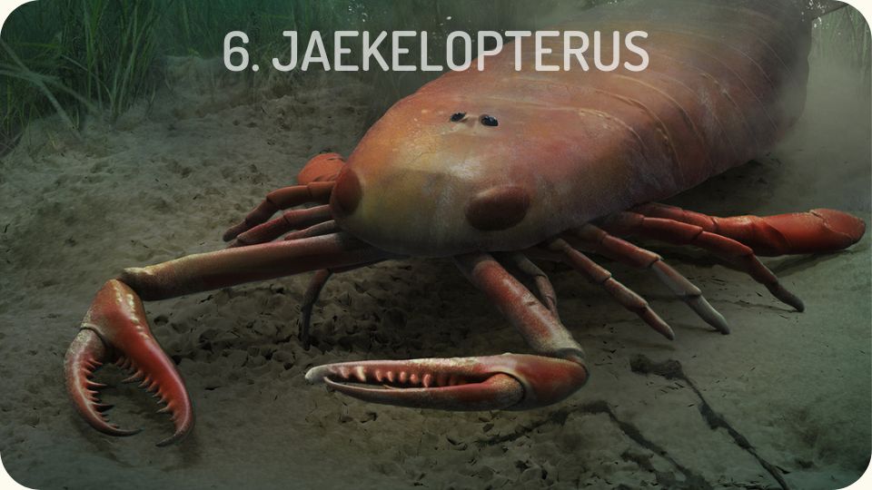 Jaekelopterus
