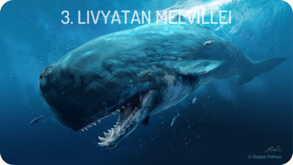 Livyatan Melvillei