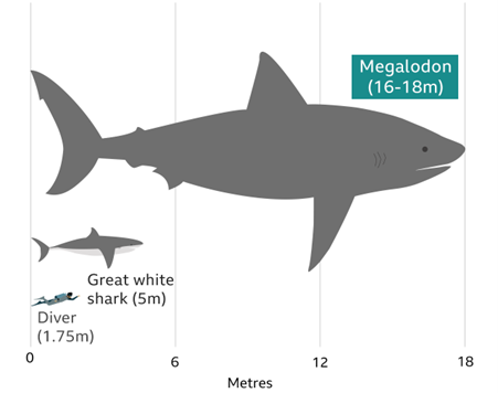 Megalodon størrelse