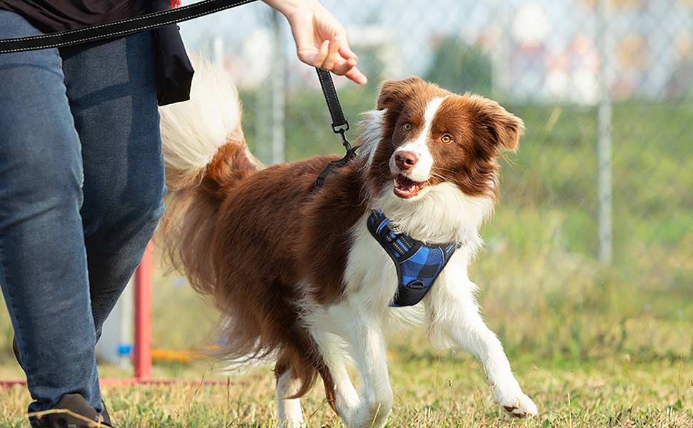 Dog Harness with 2 Leash Clips