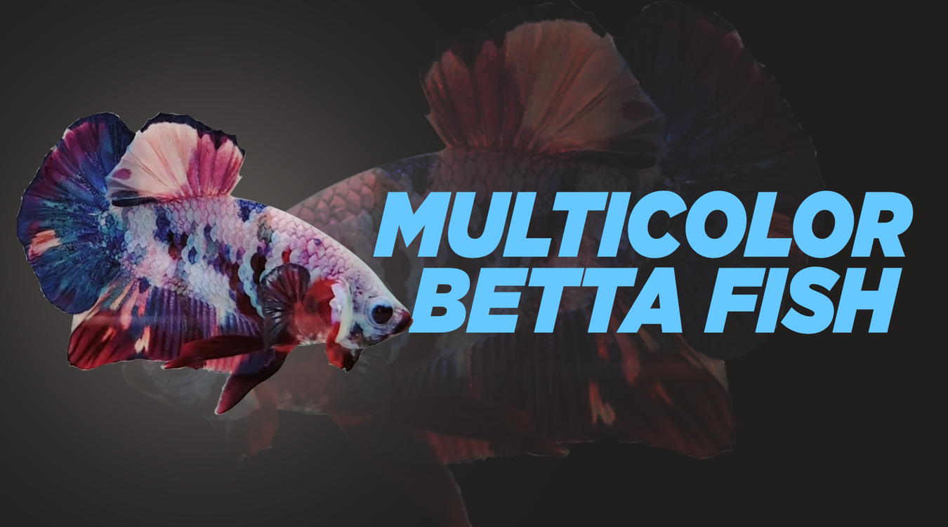 multicolor betta