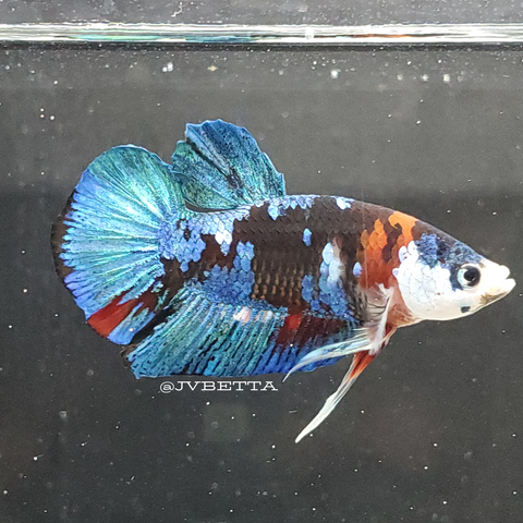 Live Betta Fish