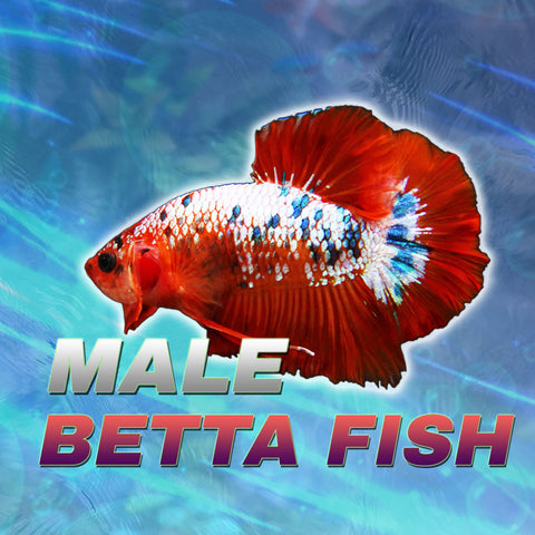 betta fry food for sale