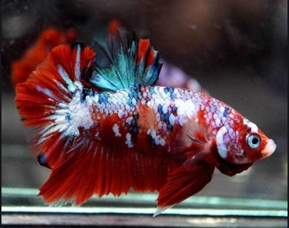 best place to buy bettas online