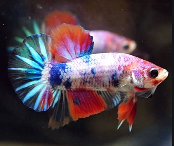 Betta Fish For Sale | Buy Betta Fish Online — Jv Betta