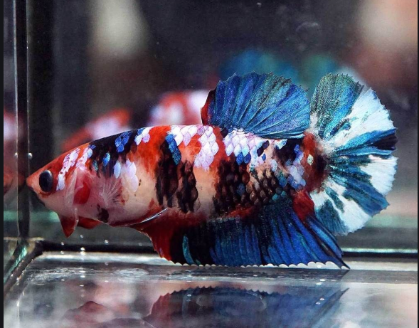 best place to buy bettas online