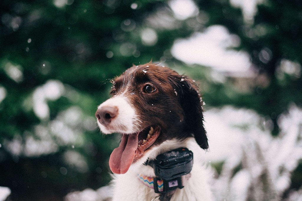 Hund Eifersuchtig Woher Es Kommt Und Was Du Dagegen Tun Kannst Petlab Co