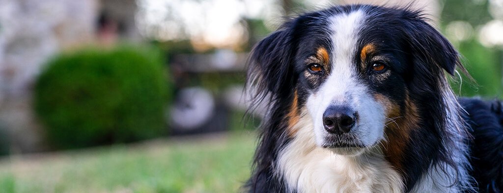 Hund stinkt? 5 Gerüche, die für deinen Hund Krankheiten bedeuten