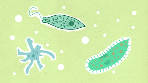 shapes of germs