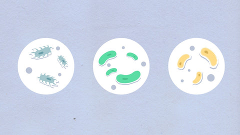 difference between Antigen and Antibody