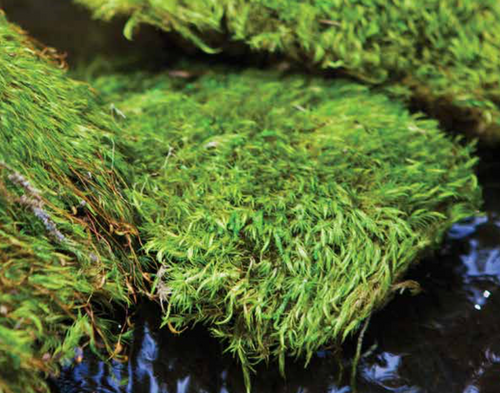 Preserved Wholesale Spanish and Reindeer Mosses : Mossman Inc