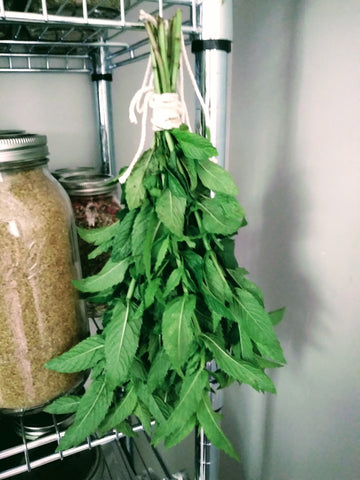 Mint Drying In Small Batches