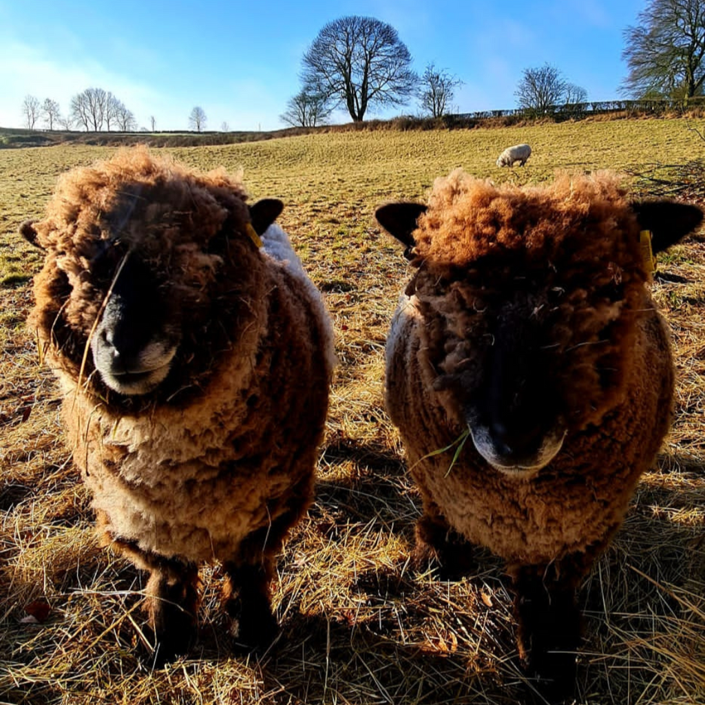 Ryeland sheep wool initiative