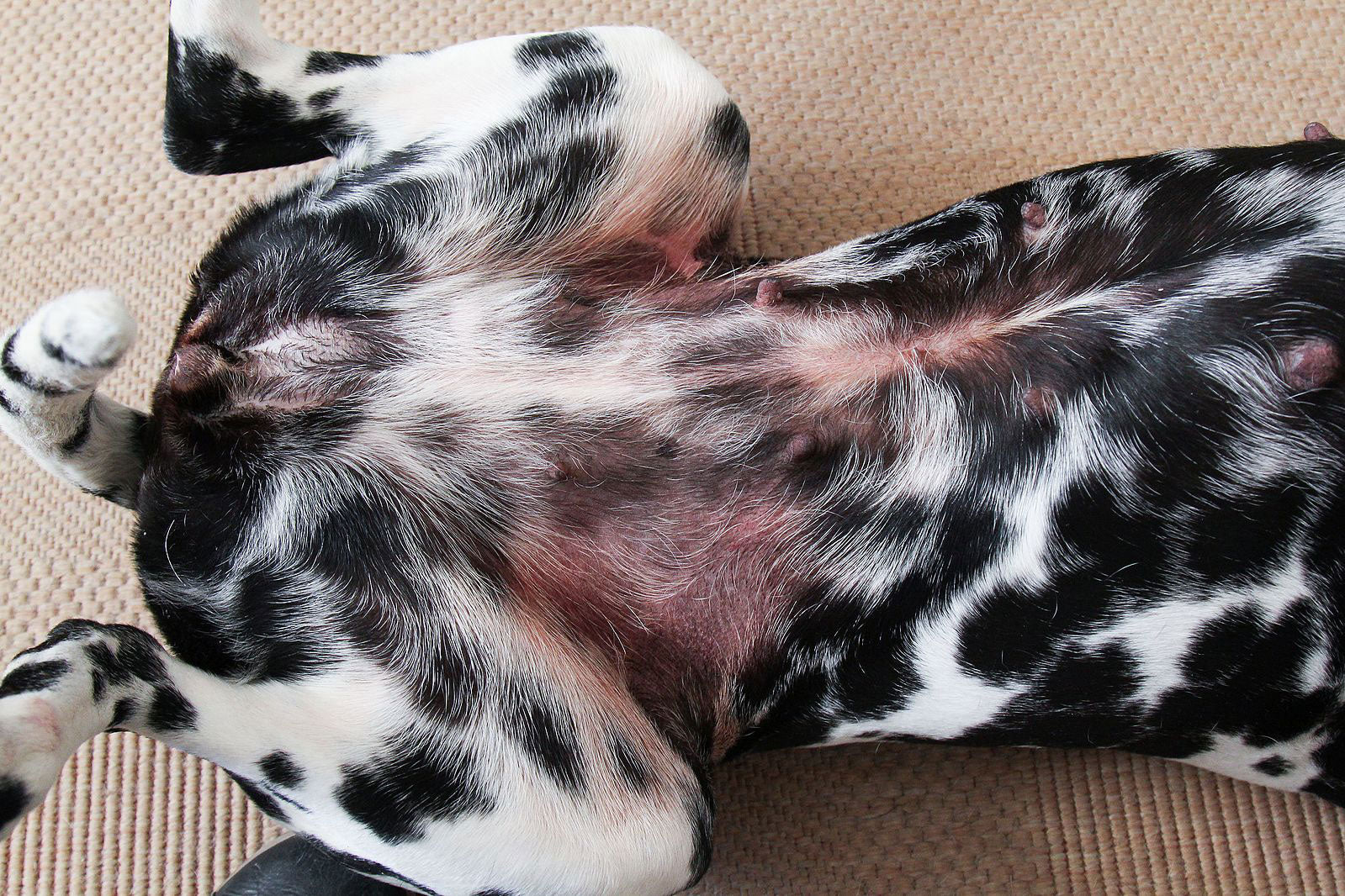 what does dermatitis look like on a dog