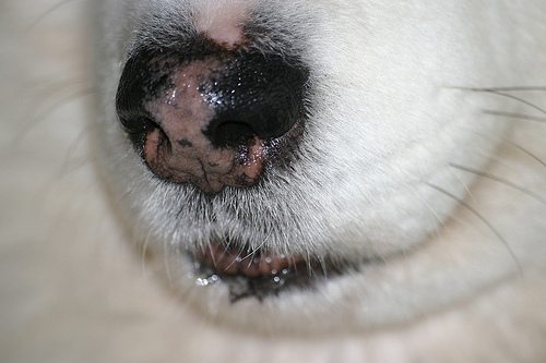why are some dogs born with pink noses
