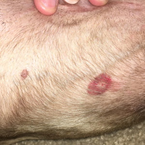 Black fly bite on dog belly