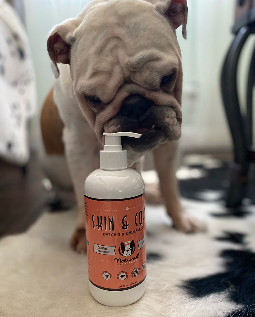 Bulldog sniffing bottle of Skin and Coat Oil