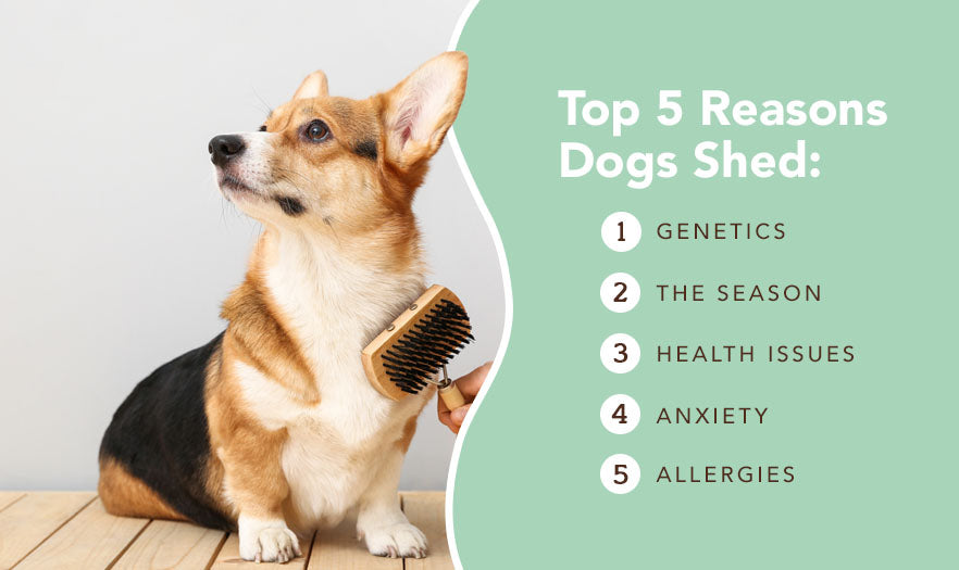 TOP 5 REASONS WHY DOGS SHED