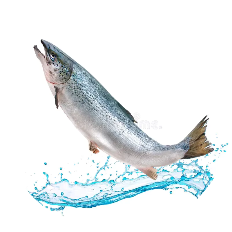 Salmon leaping with splashing water around it, isolated on a white background.