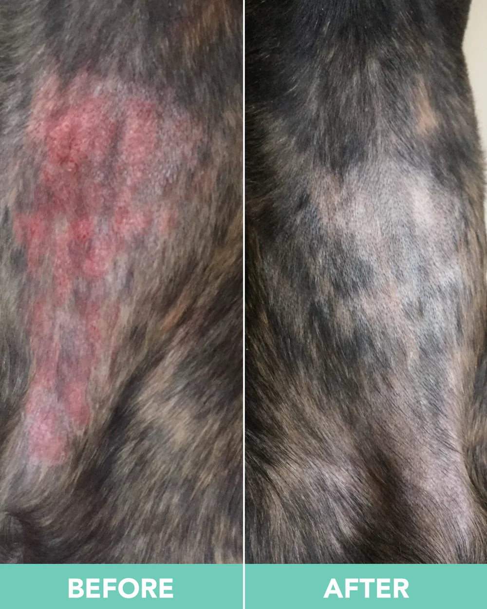 Before and after images of a dog's skin rash treatment.