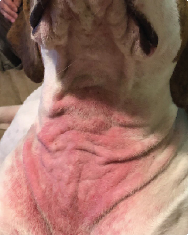 Before using Skin Soother, showing a large red patch on a dog's neck and chest.