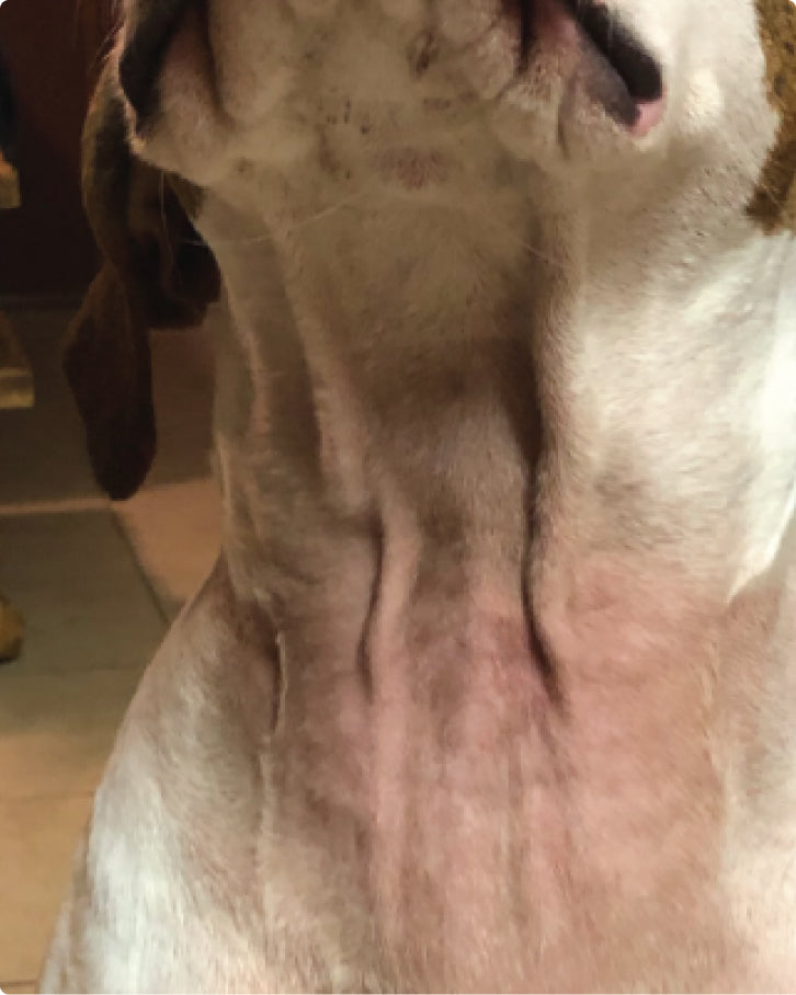 After using Skin Soother, showing much smaller and less red patch on dog's neck and chest.
