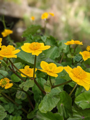 Image of Yellow Flowers called Marsh Marigolds