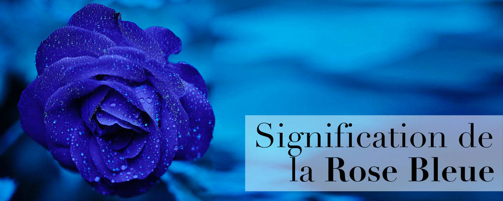 Rose Bleue : Origine et Signification | Fleurs Roses