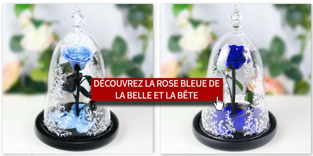 Rose bleue Belle et la Bête