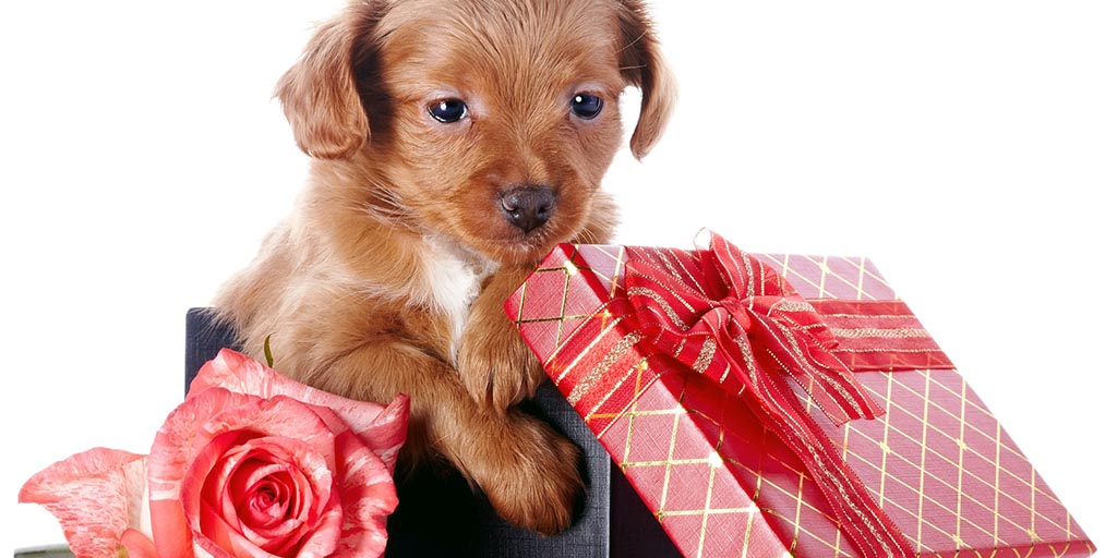 offrir un chien un cadeau contraignant