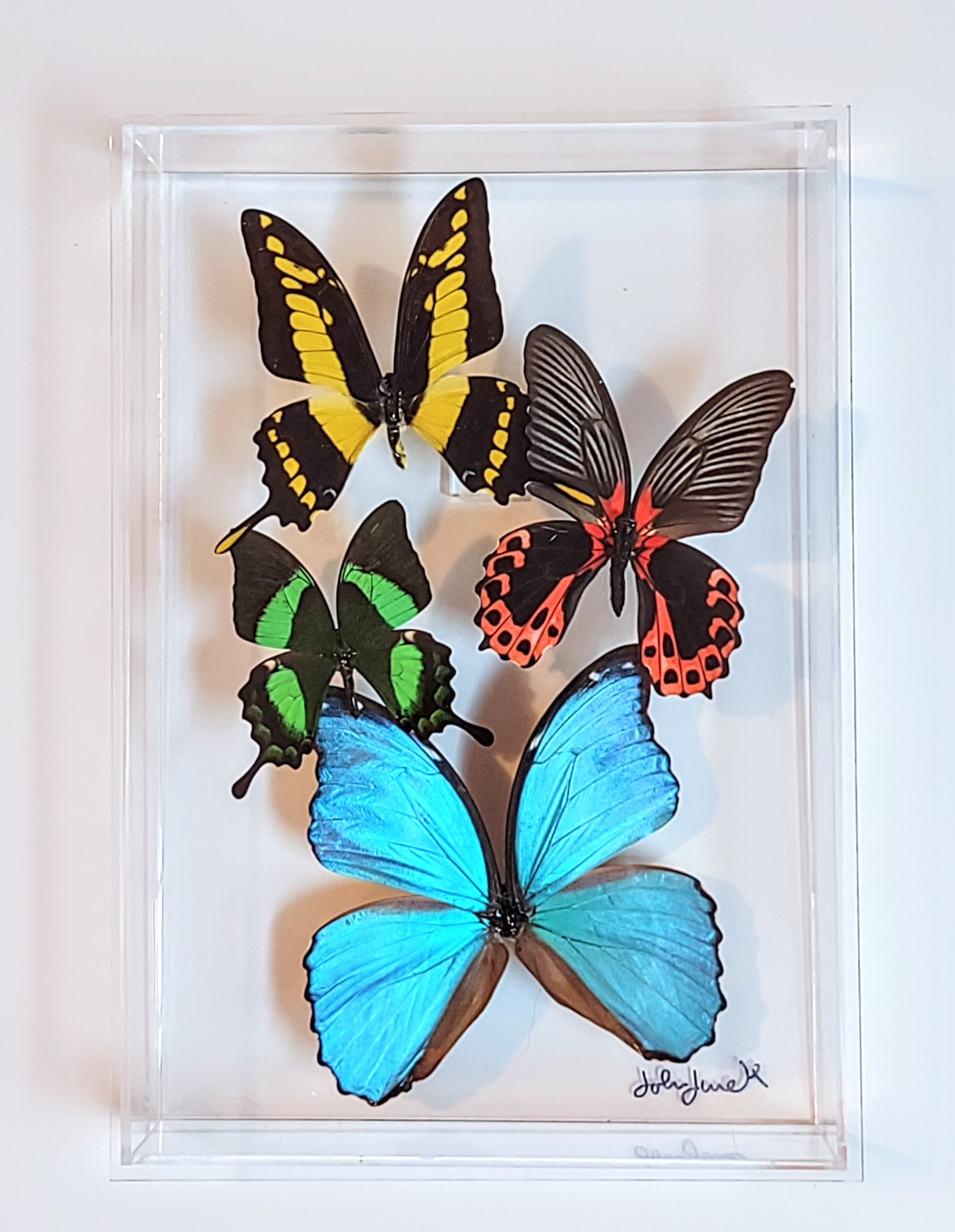 Framed Butterflies-Mounted Butterflies-Preserved Butterflies