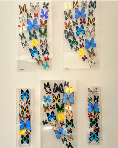 16x34x2.5 butterflies, butterfly taxidermy, butterfly collection butt –  nature art butterflies