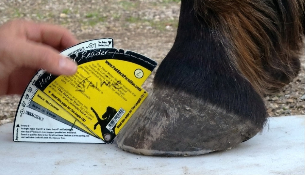 Hoof Meter Reader Jaime Jackson NHC Services