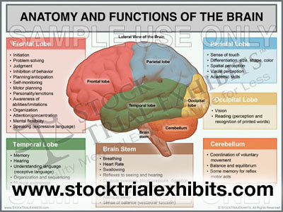 Brain Anatomy and Injury Stock Trial Exhibits in 2020