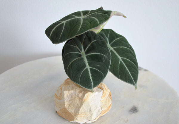 How to Keep Alocasia 'Black Velvet' Alive and Thriving (Alocasia Reginula)  – Garden Betty