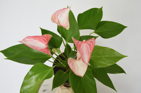 pink and white anthurium blooms